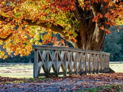 Northern Red Oak