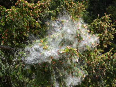 Norway Spruce