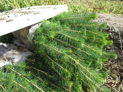 Norwegian Spruce