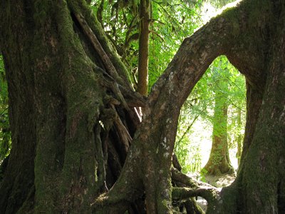 Nurse Tree