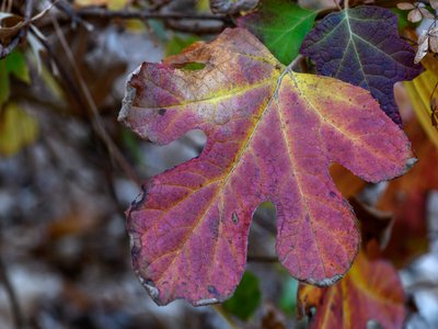 Oak Leaf Hydrangea