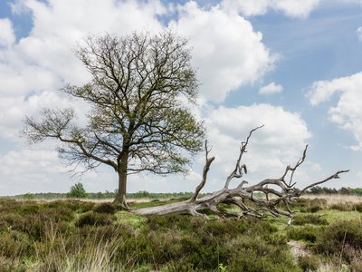 Oak