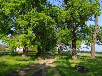 Oaks and Pine