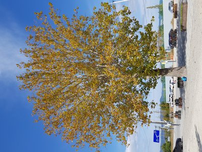 Occidental Plane Tree