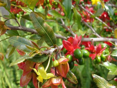Ochna