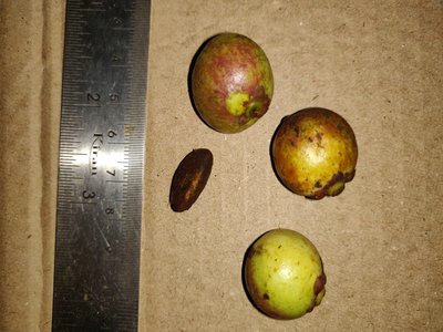 Ochrocarpos