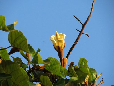 Ochroma Pyramidale
