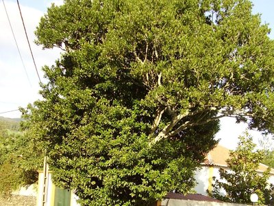 Ocotea Foetens