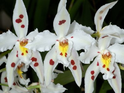 Odontoglossum