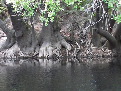 Ogeechee Lime