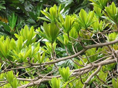 Okari Nut