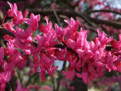 Oklahoma Redbud