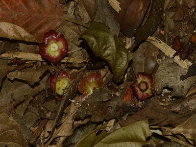 Olacaceae