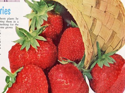Olallie Berry