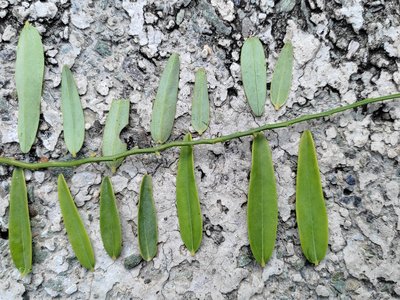 Olax Scandens