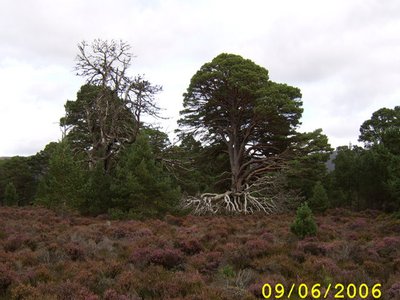 Old Field Pine