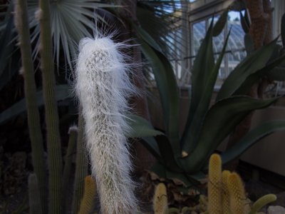 Old Man Cactus