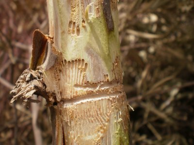 Olive Bark Tree