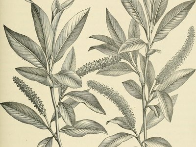 Olive Buckthorn