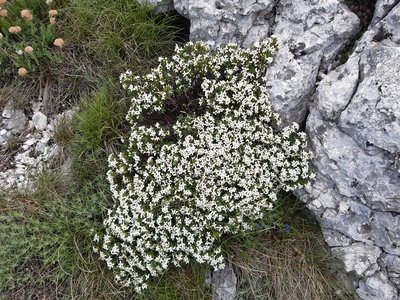 Olive Daphne