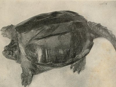 Olive Tortoise Shell