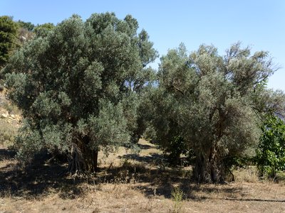 Olivo