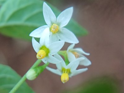 Olohua