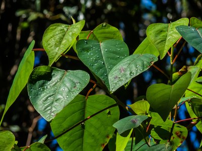 Omalanthus Populifolius