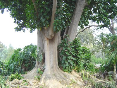 Ombu Tree