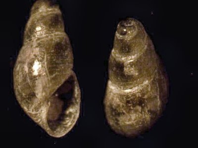 Ondina