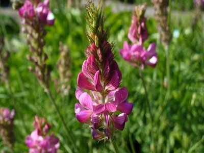 Onobrychis montana