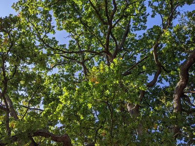 Onondaga Oak