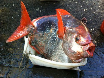 Opah