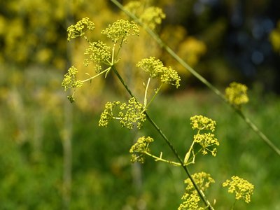 Opopanax