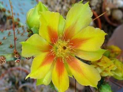 Opuntia gosseliniana
