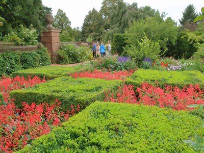 Orange Boxwood