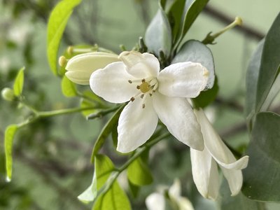 Orange Jasmine