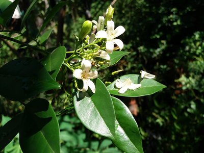 Orange Jessamine