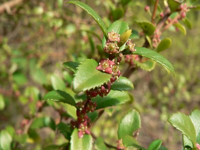 Oregon Boxwood