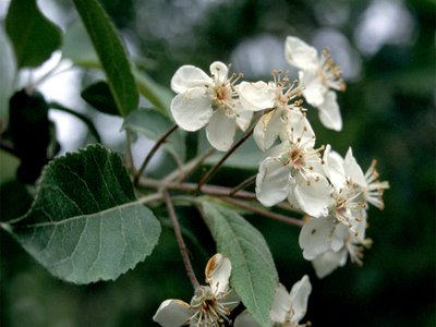 Oregon Crabapple