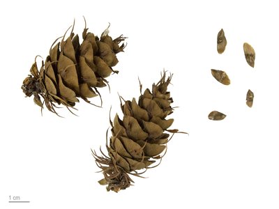 Oregon Douglas Fir