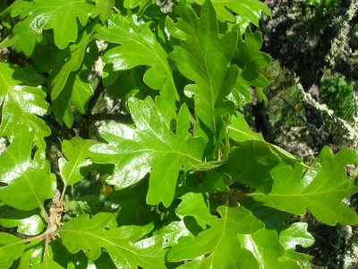 Oregon Oak