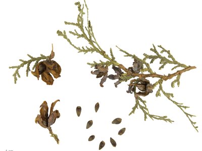 Oriental Arborvitae