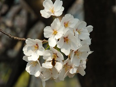 Oriental Cherry