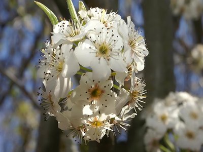Ornamental Pear