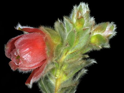 Orothamnus Zeyheri