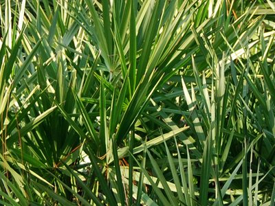 Osceola Pine