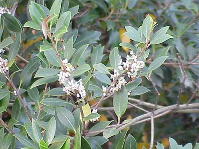 Osmanthus