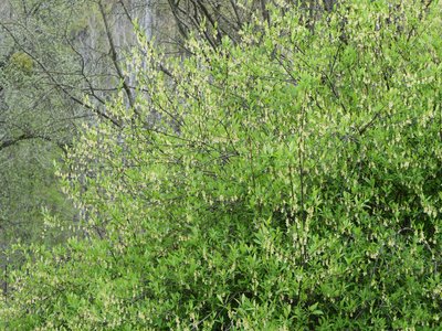 Osmaronia cerasiformis