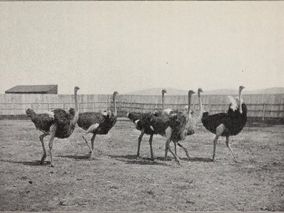 Ostrich Plume Tree